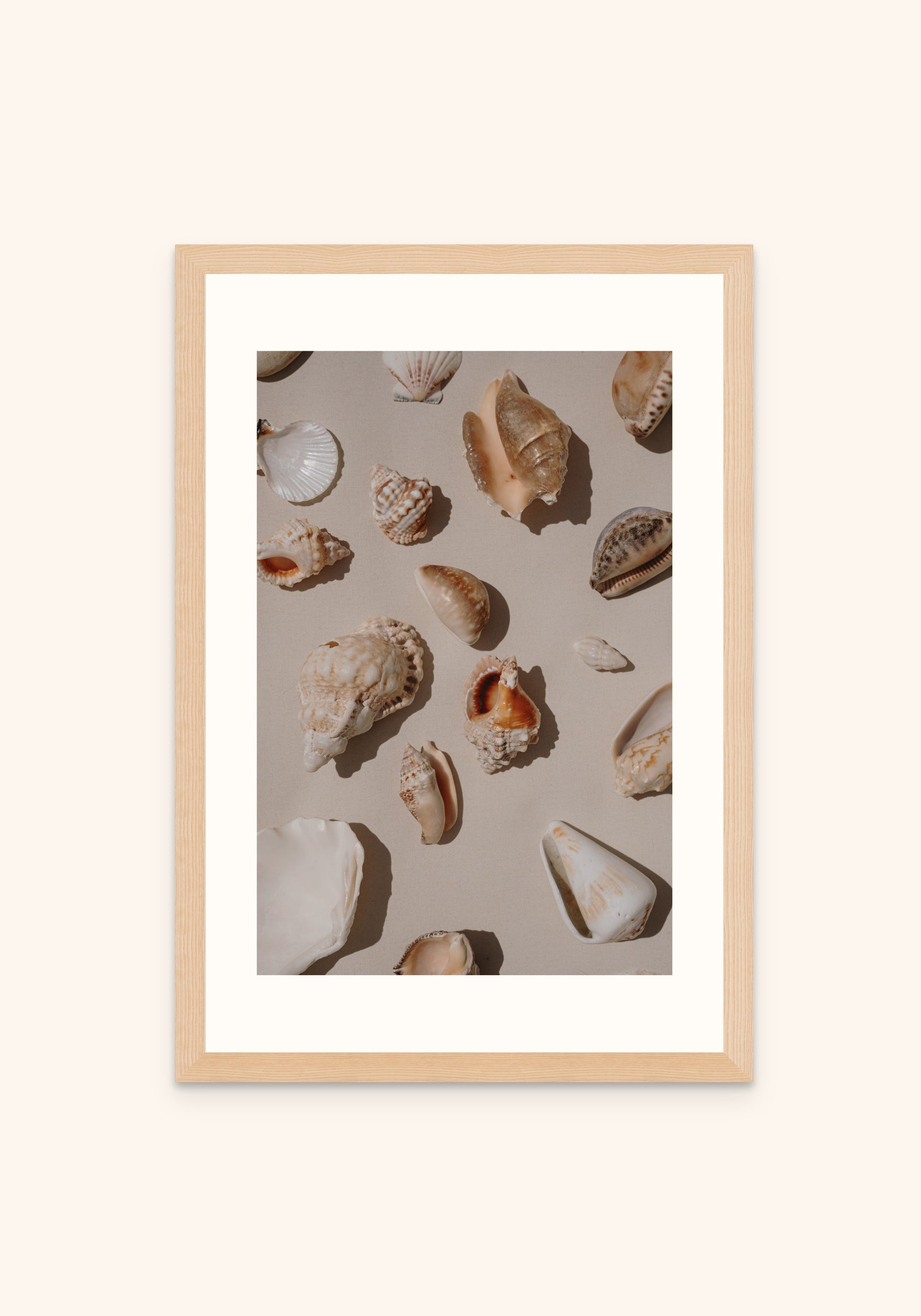 Shells - Art Spectrum