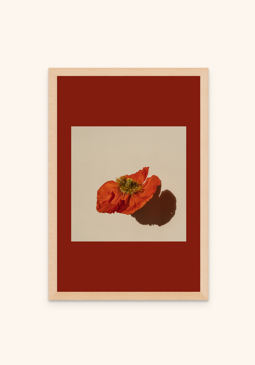 Poppy nature art framed print on a wall — Art Spectrum