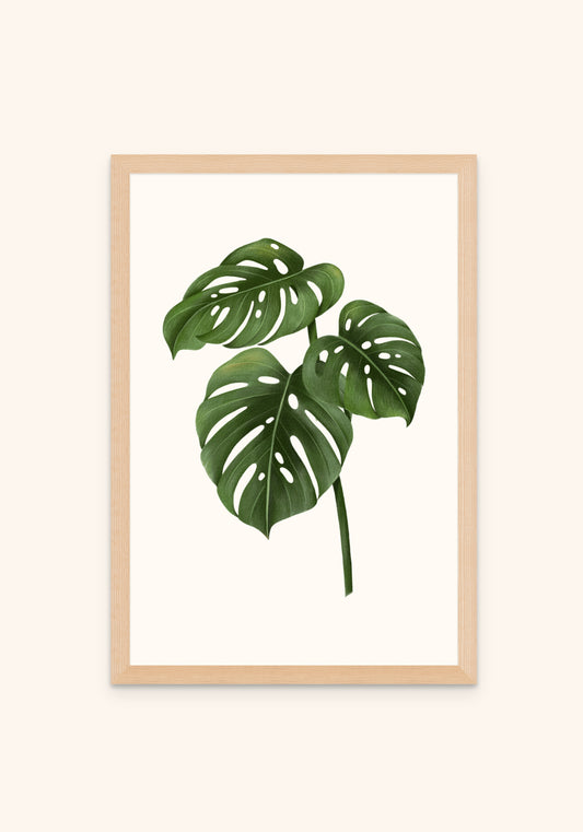 Monstera