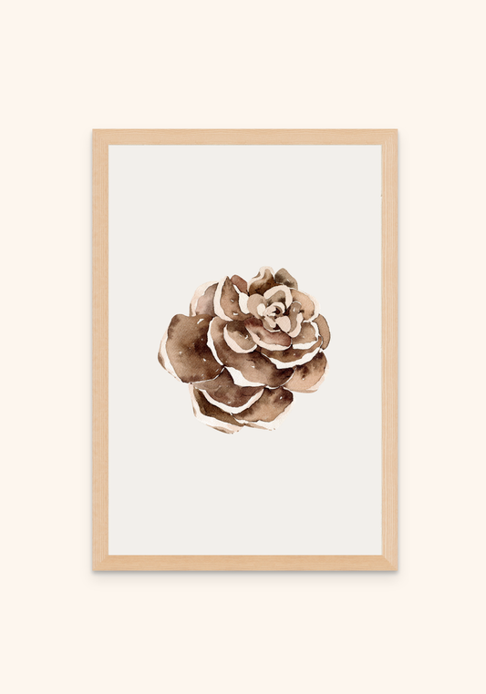 Pine Cone 1
