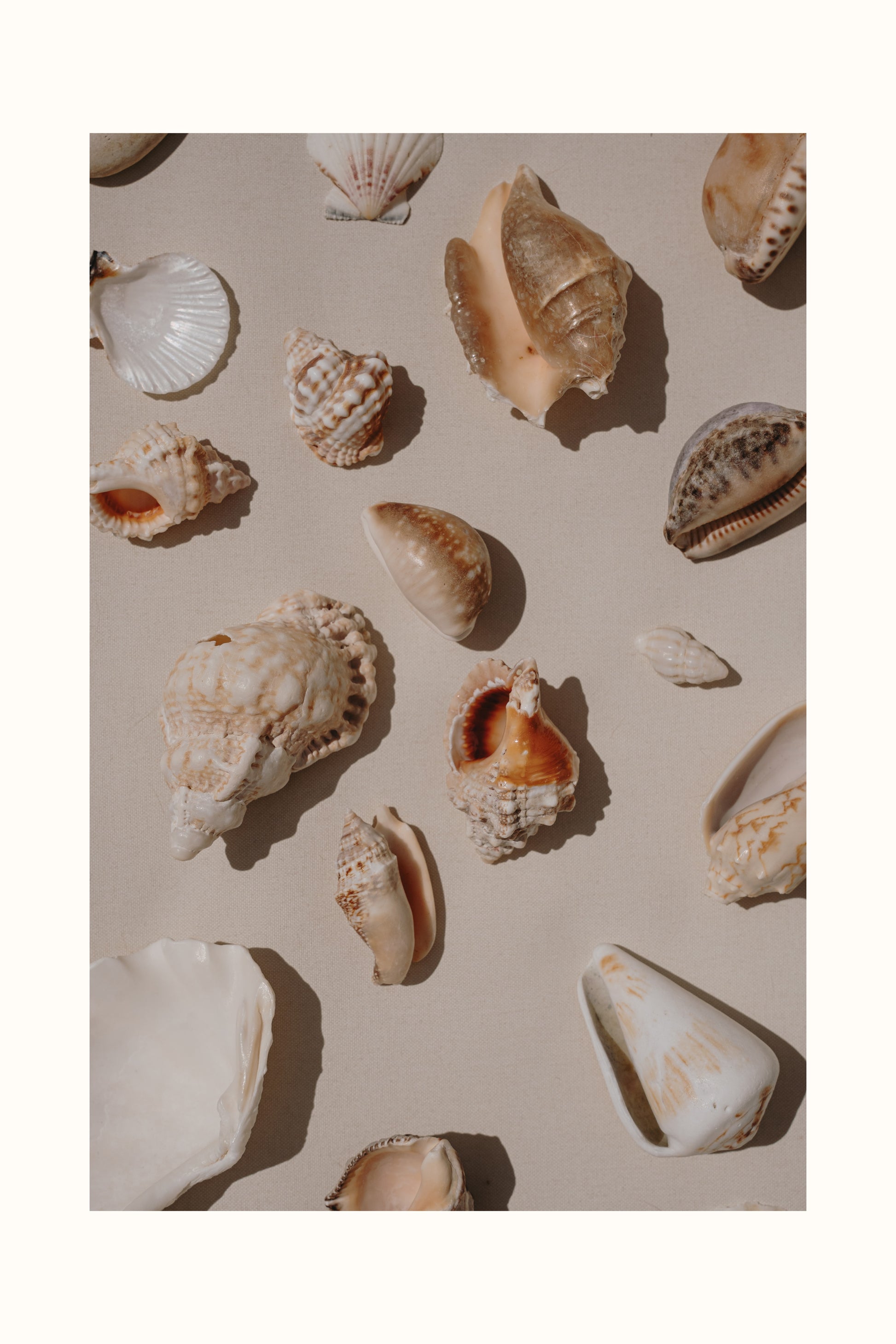 Shells - Art Spectrum