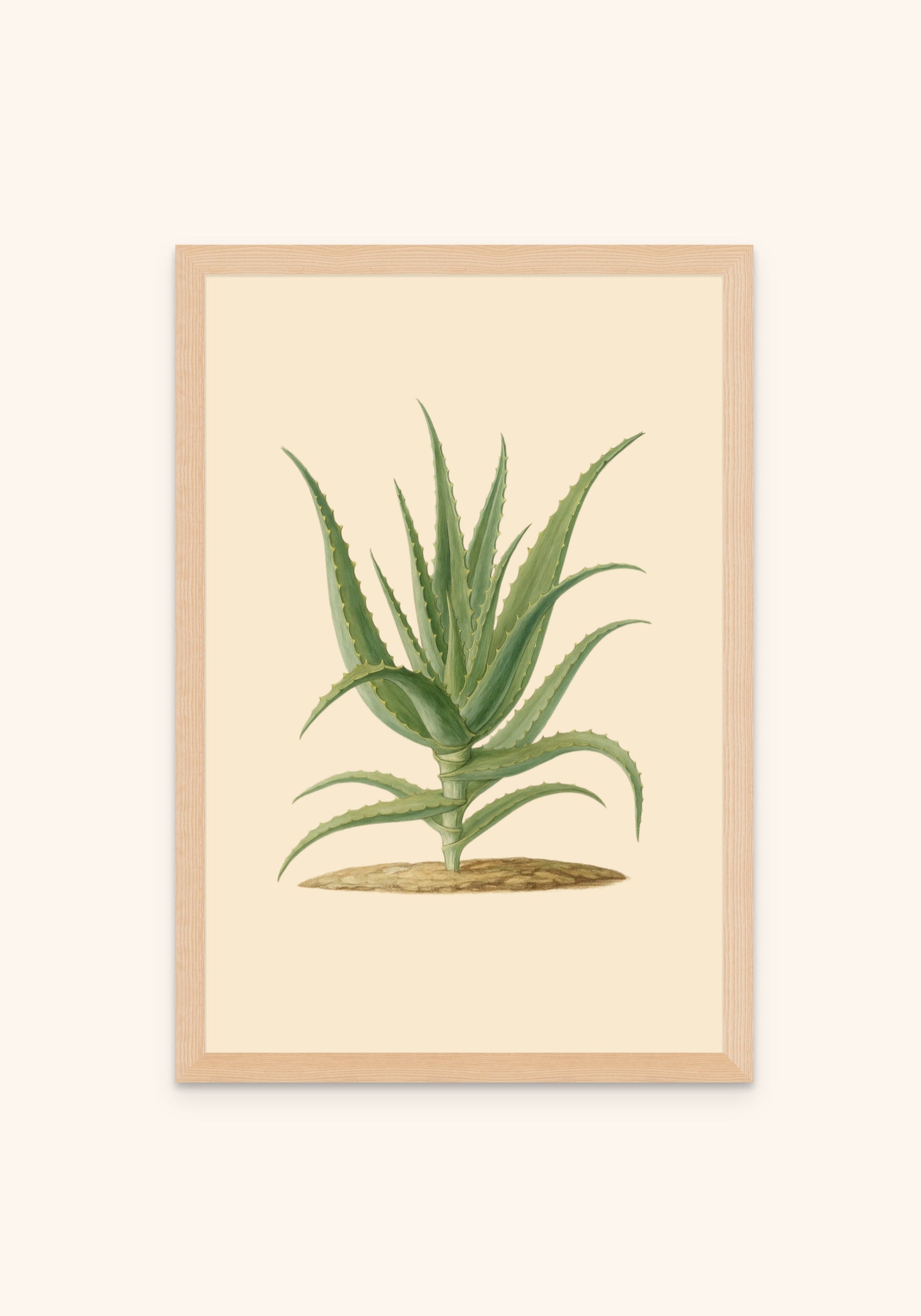 Aloevera - Art Spectrum