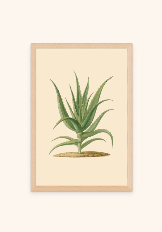 Aloevera - Art Spectrum