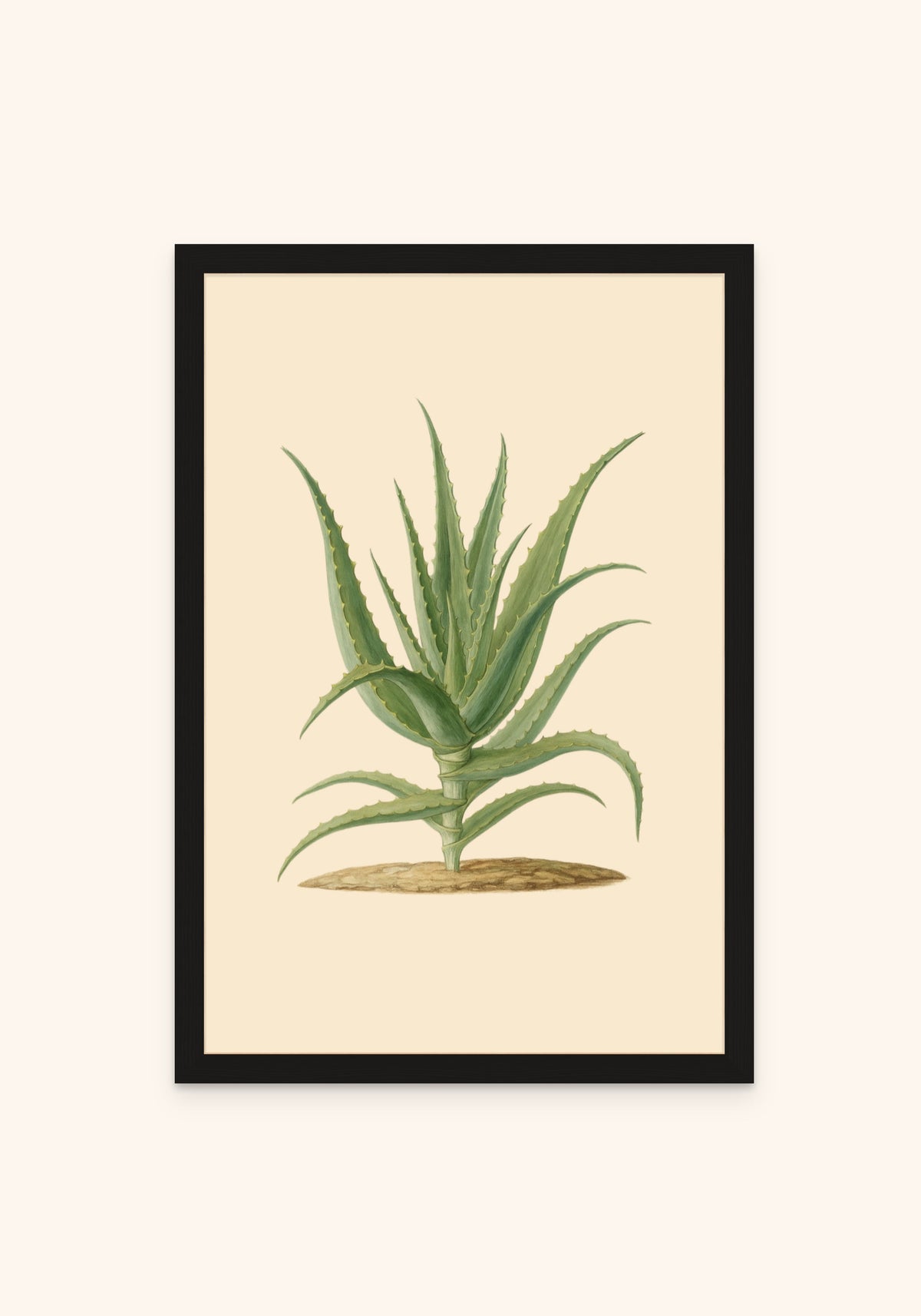 Aloevera framed print in a black frame — Art Spectrum