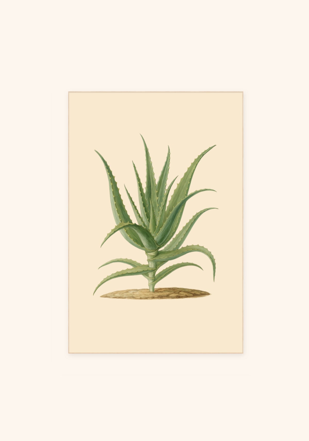 Aloevera art print, unframed — Art Spectrum