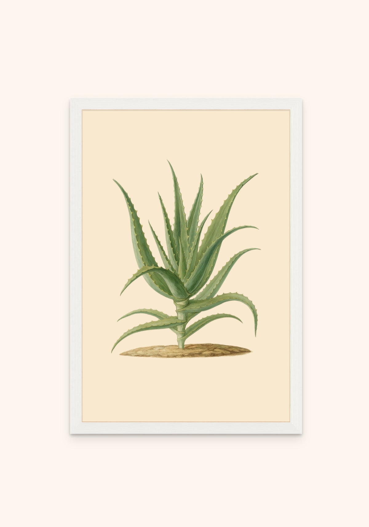 Aloevera framed print in a white frame — Art Spectrum