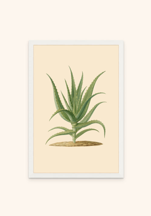 Aloevera framed print in a white frame — Art Spectrum