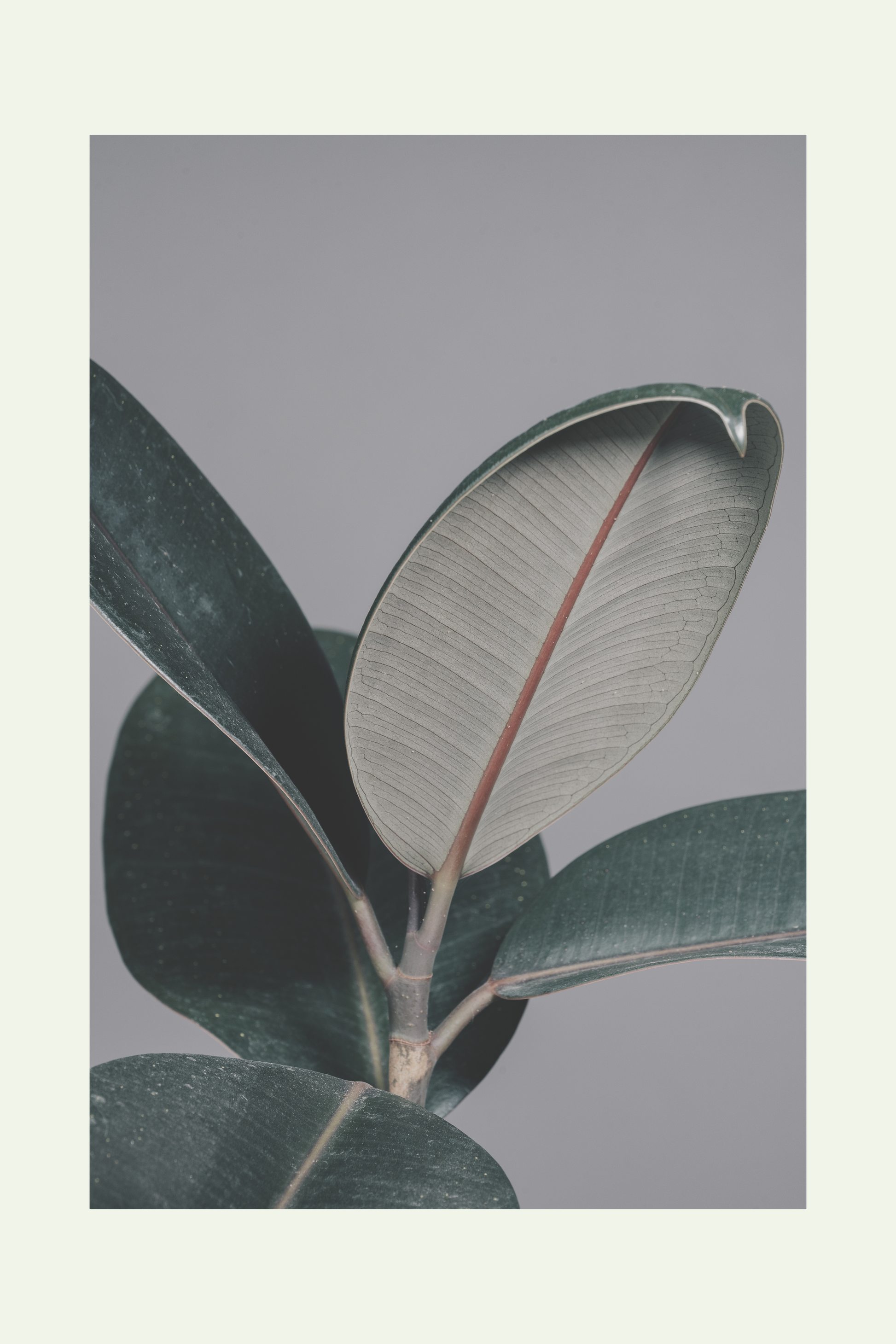 Eclipse nature art print — Art Spectrum