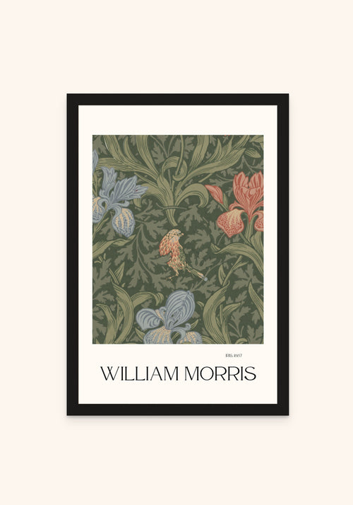 Iris framed print in a black frame — Art Spectrum