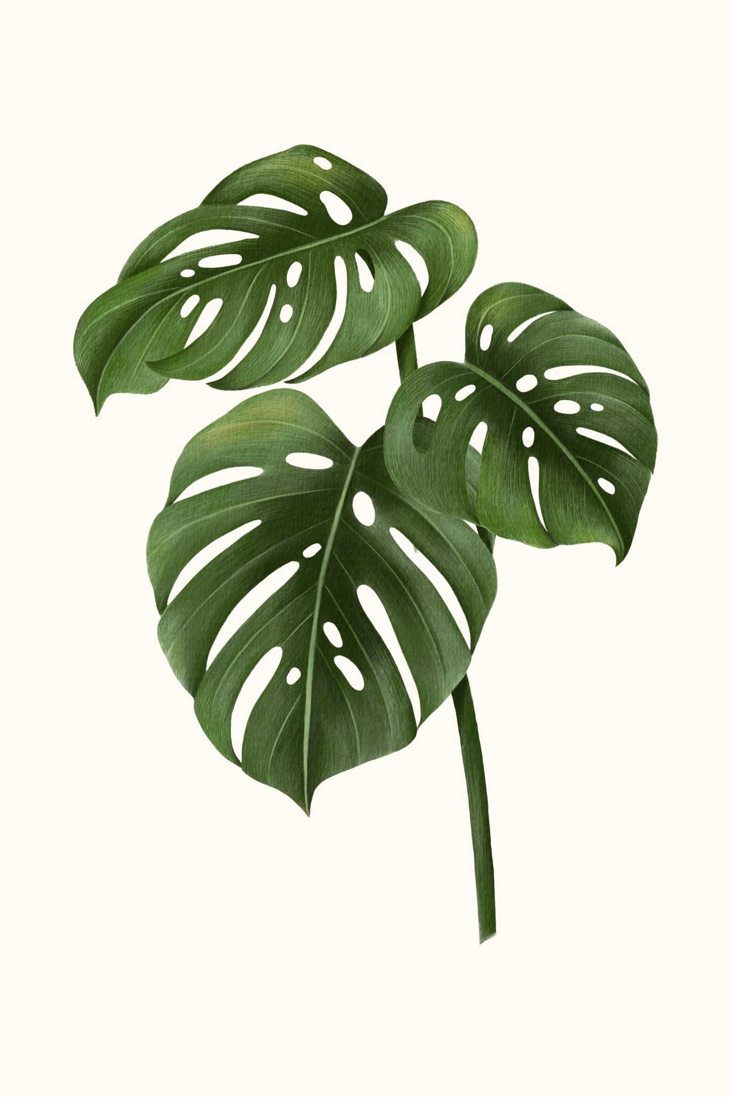 Monstera botanic framed canvas print, hand-finished in our studio — Art Spectrum