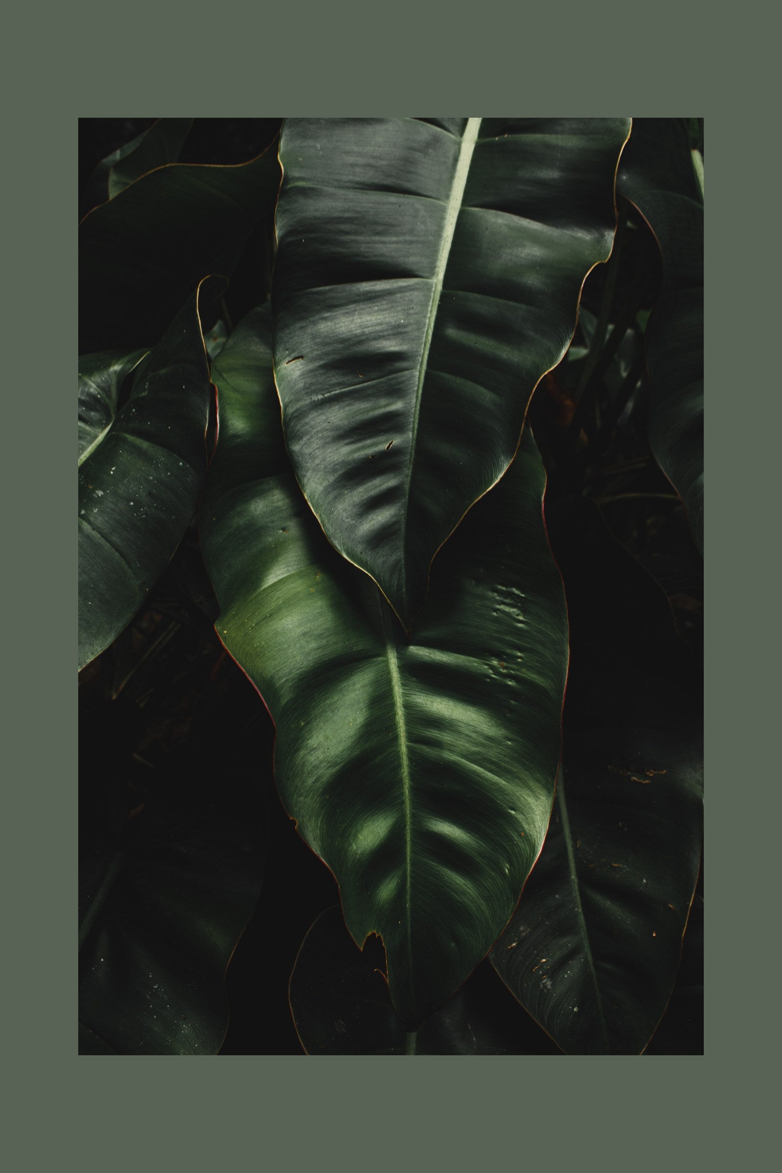 Nocturne nature art print — Art Spectrum