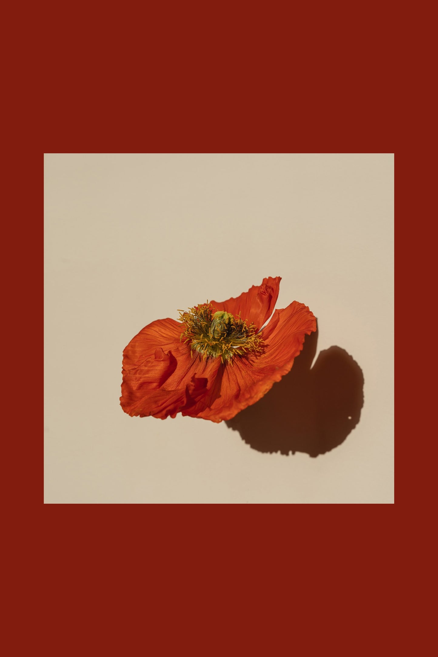 Poppy nature art print — Art Spectrum