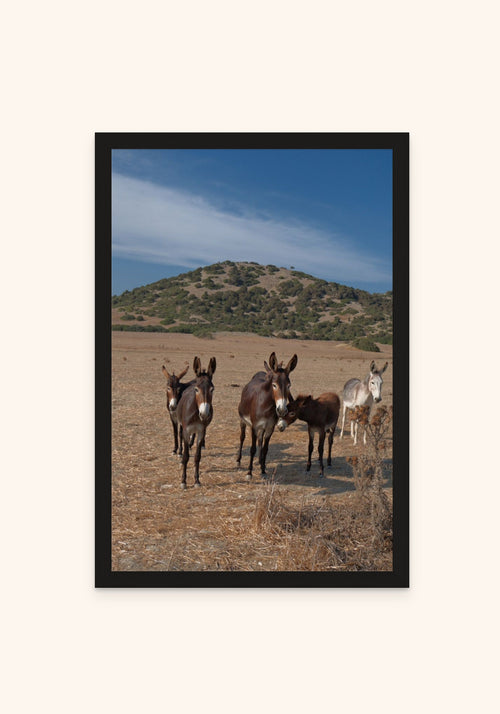 Rizokarpaso framed print in a black frame — Art Spectrum