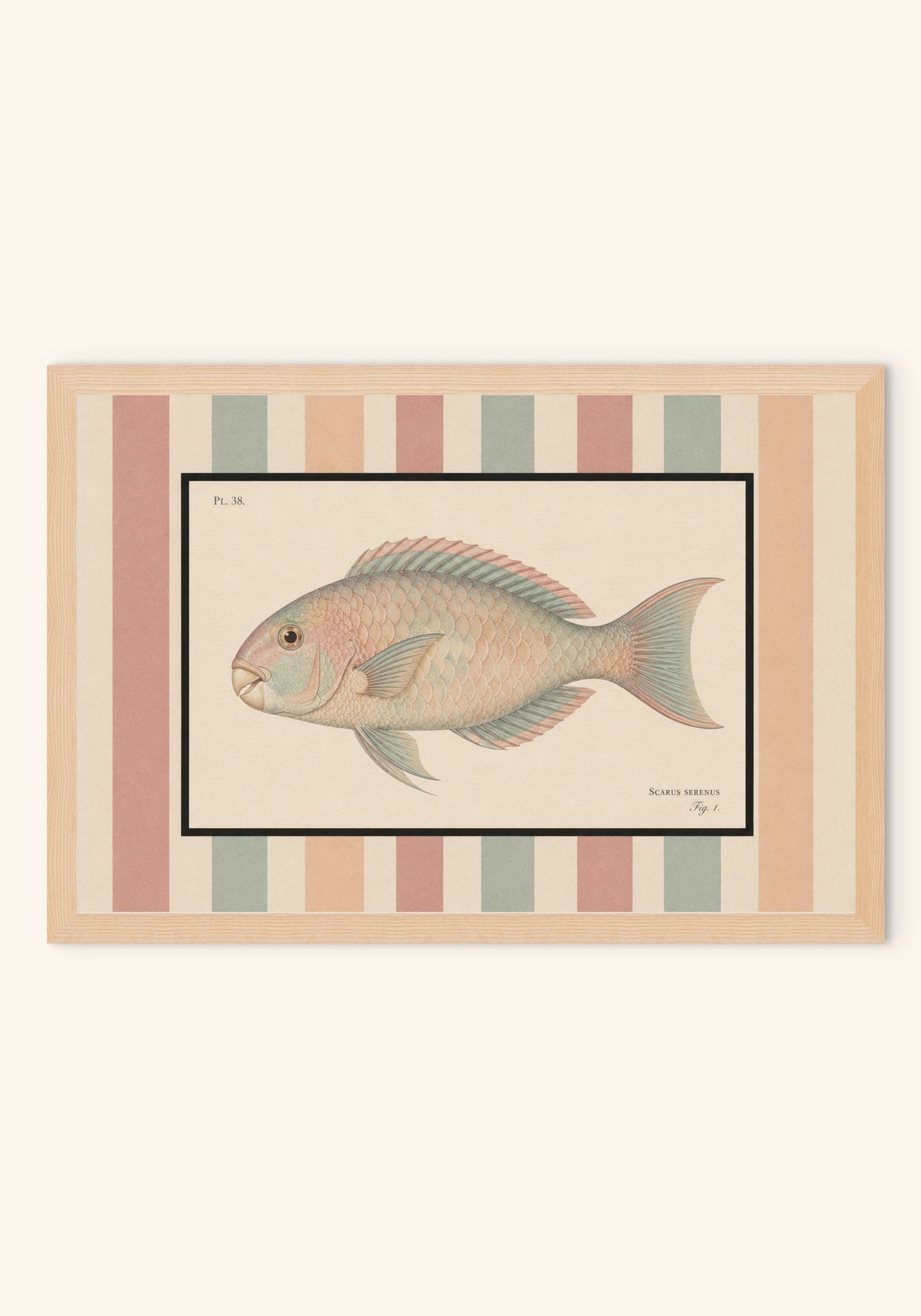 Scarus vintage art print in a frame — Art Spectrum