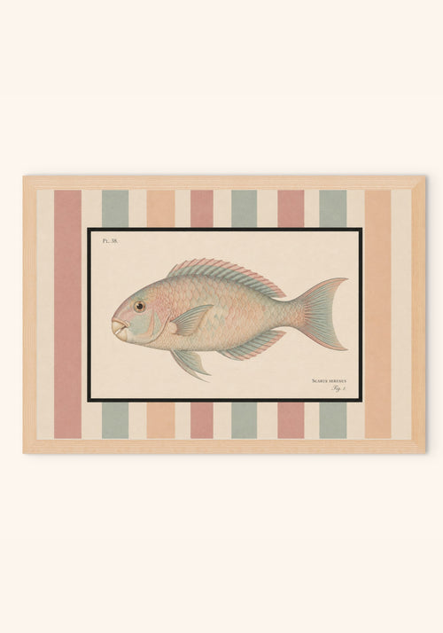 Scarus vintage art print in a frame — Art Spectrum