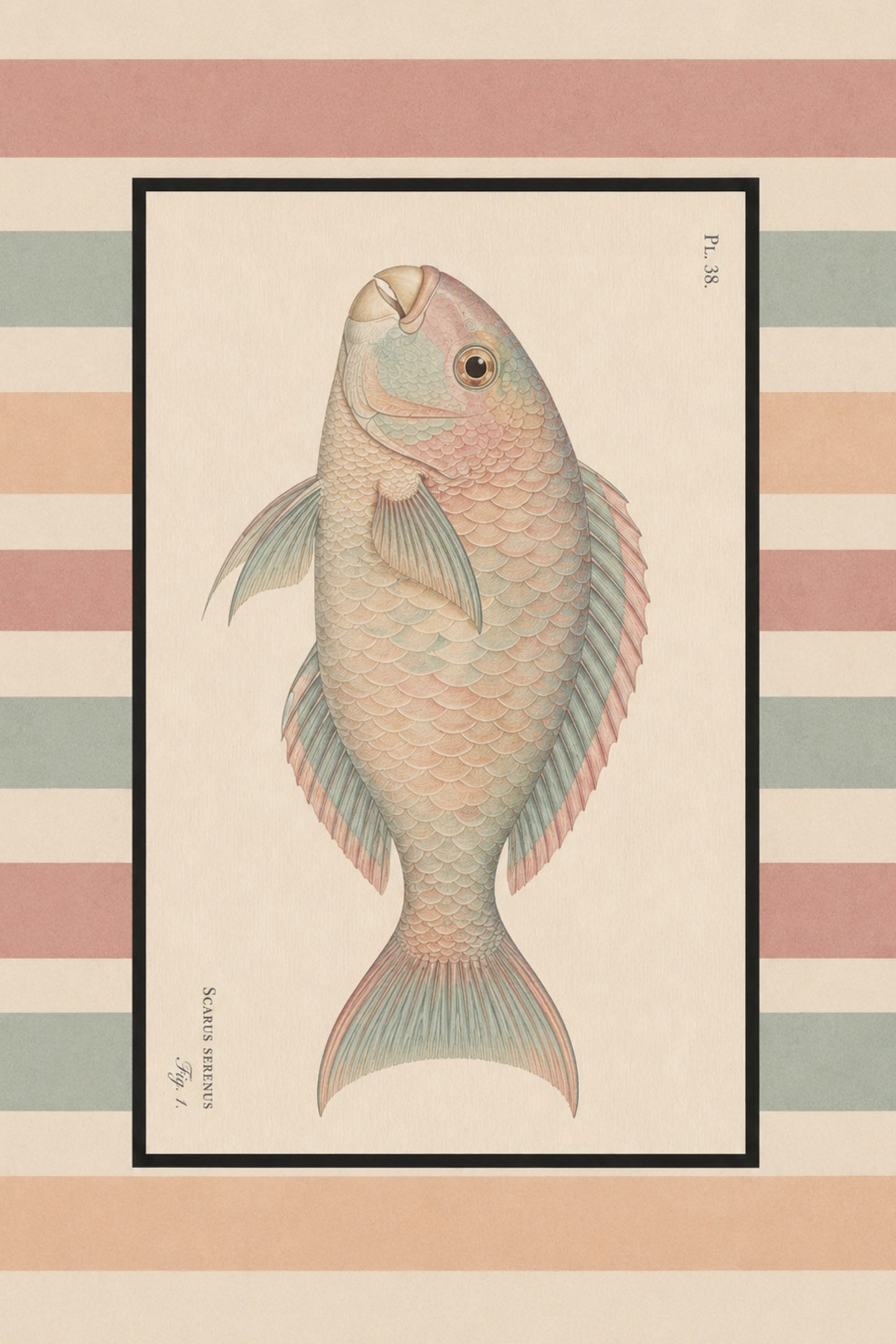 Scarus vintage art print — Art Spectrum