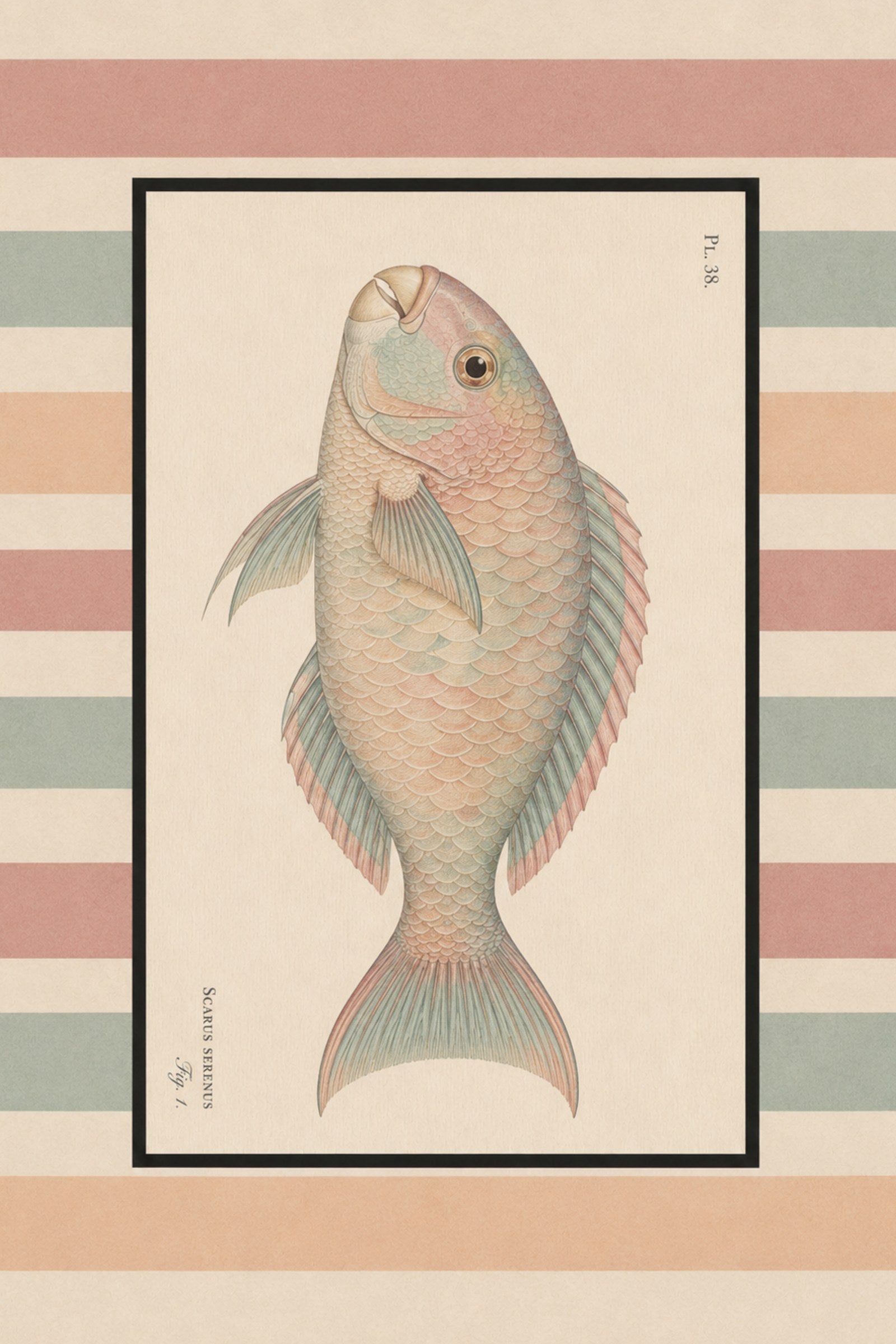Scarus vintage art print — Art Spectrum