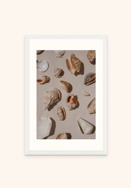 Shells framed print in a white frame — Art Spectrum