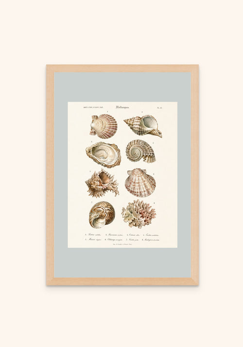 Shells vintage art print in a frame — Art Spectrum