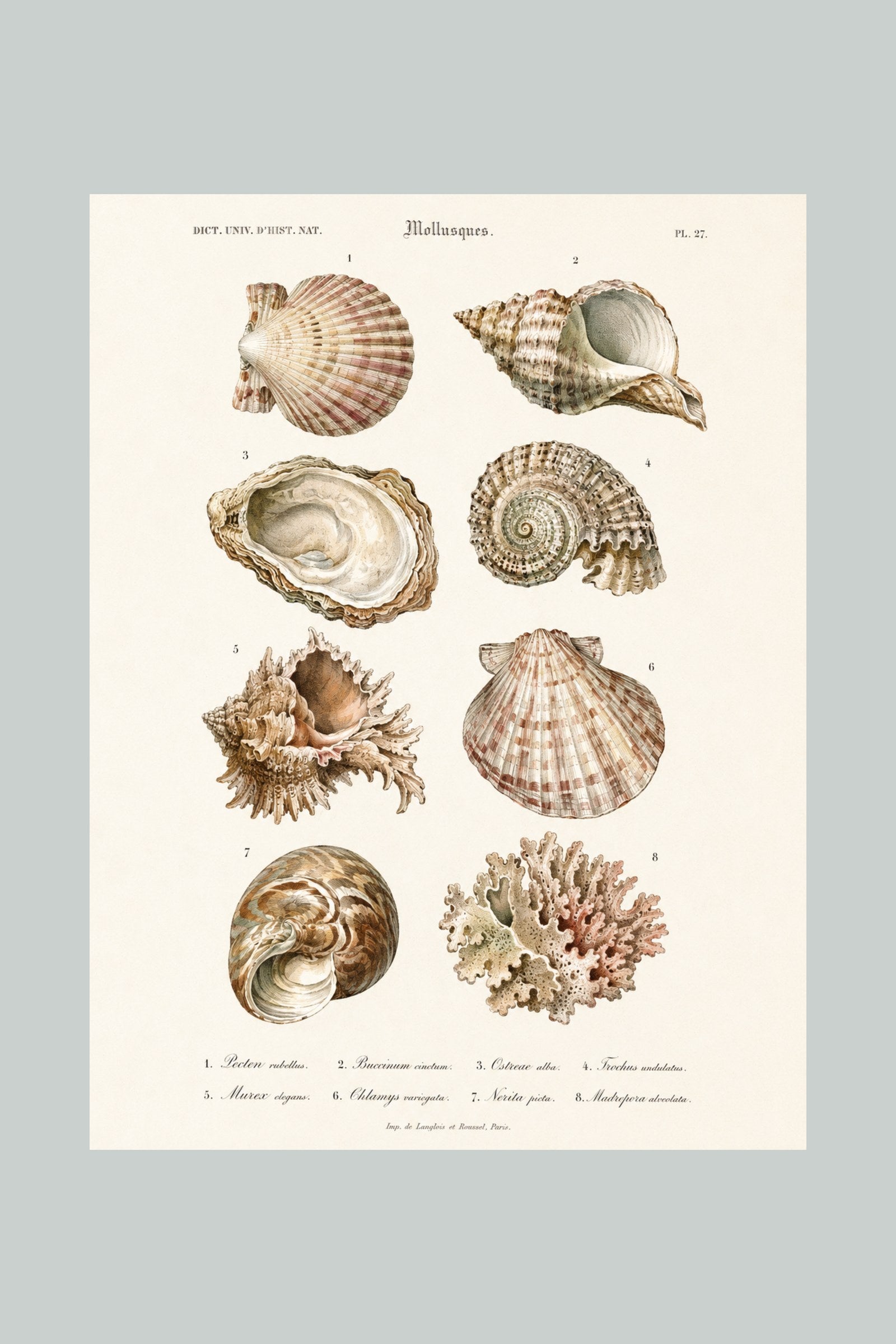 Shells vintage art print — Art Spectrum