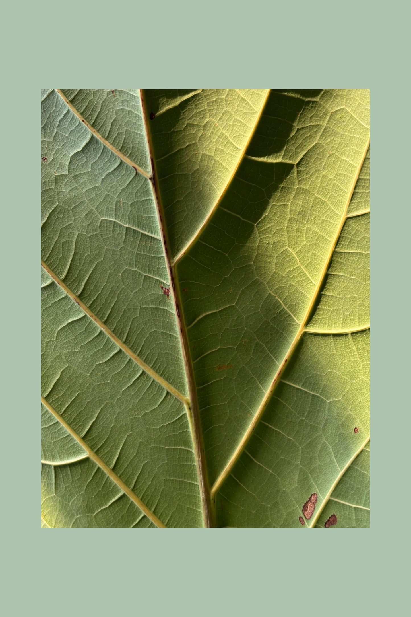Verdure nature art print — Art Spectrum