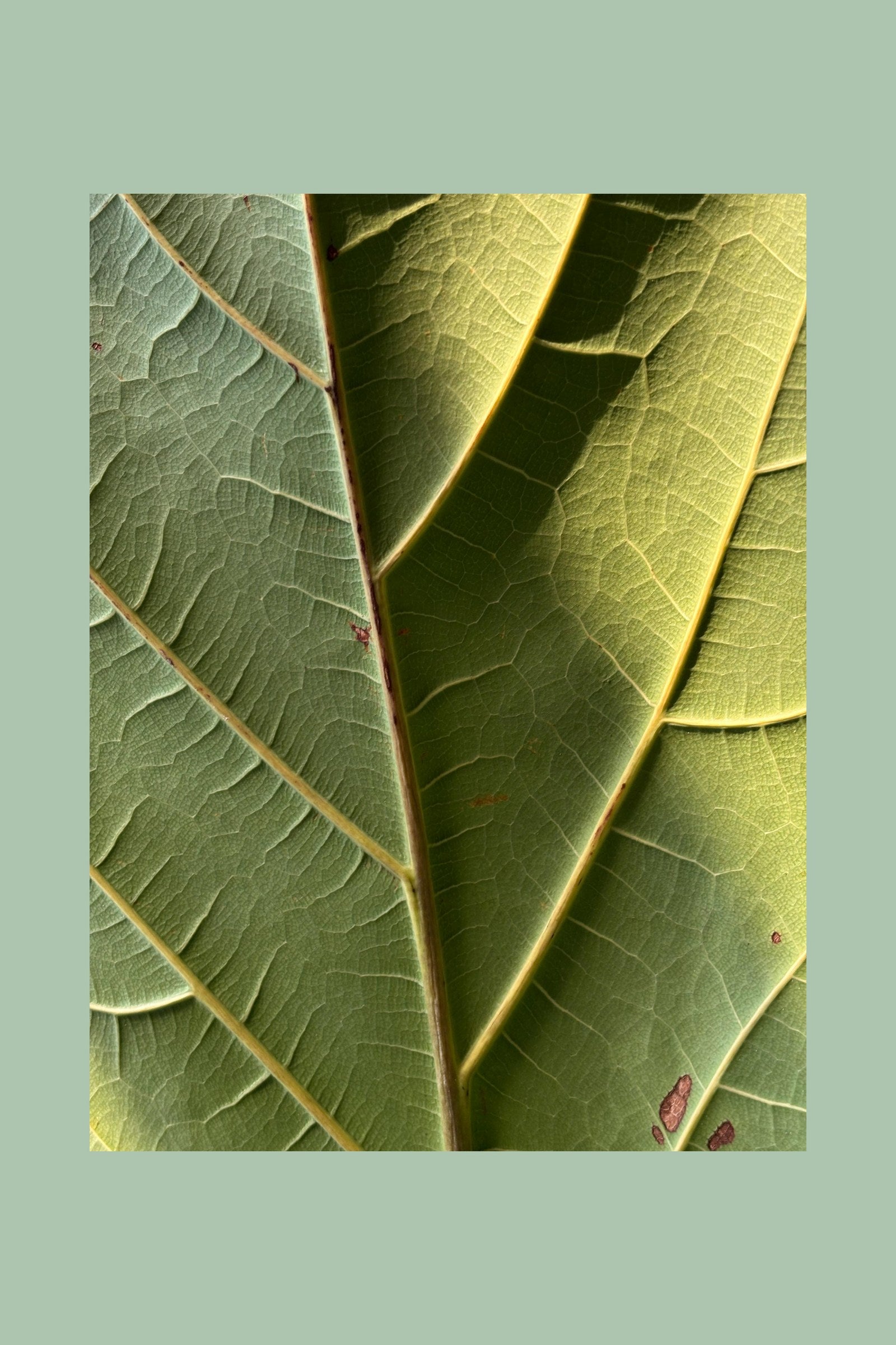 Verdure nature art print — Art Spectrum