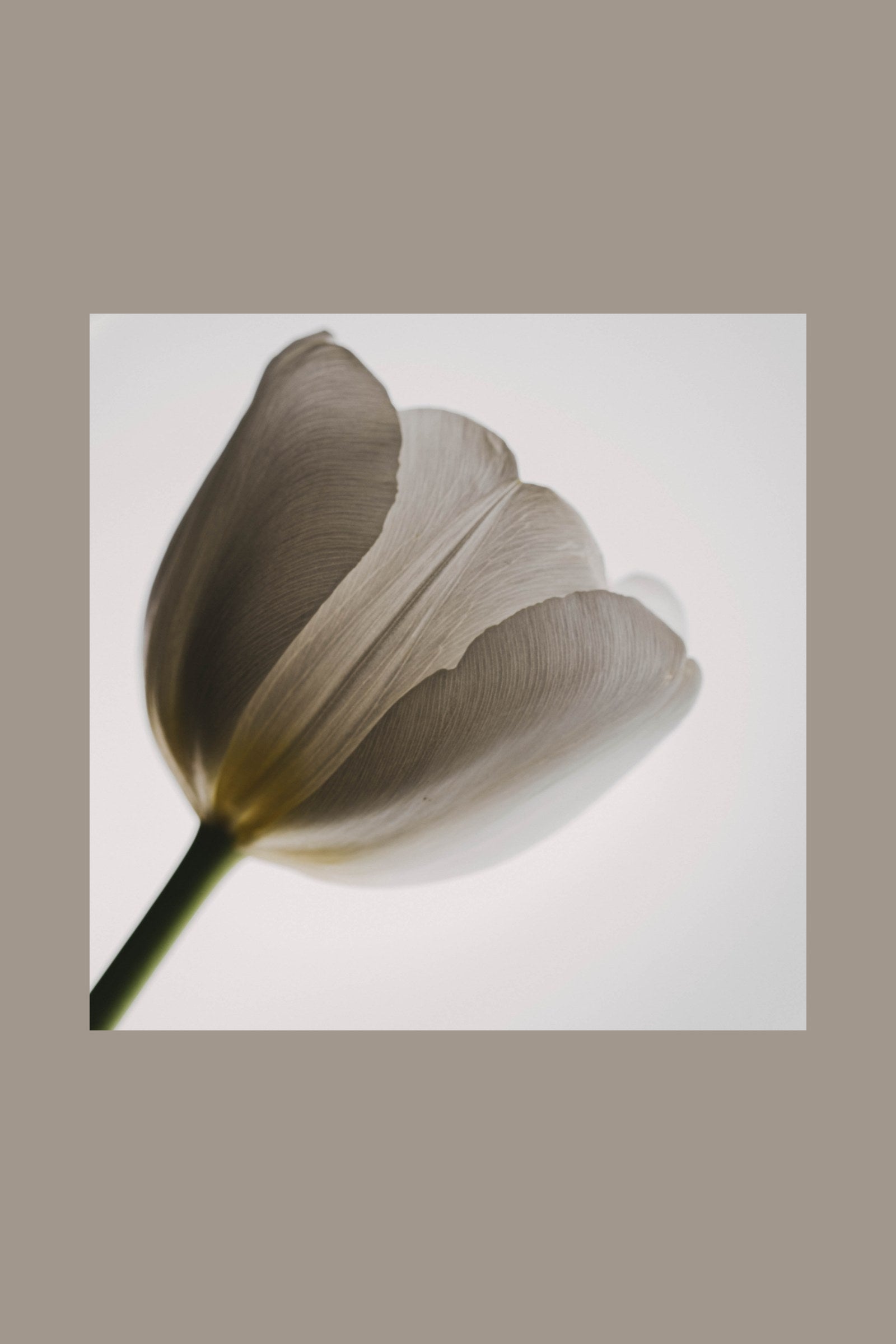 Whisper nature art print — Art Spectrum
